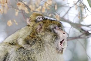 Images Dated 7th March 2006: Barbary Macaque / Barbary Ape / Rock Ape - adult with young on back