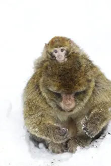 Monkey Prints: Barbary Macaque / Barbary Ape / Rock Ape - adult and baby
