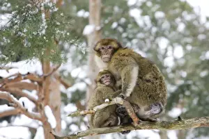 Barbary Macaque / Barbary Ape / Rock Ape - adult and young sitting in tree. Mountain of Monkeys - Kientzheim - Alsace - France. Calling this species an ape is misleading for though it lacks a tail as do apes it is in fact a macaque