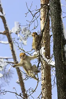 Barbary Macaque / Barbary Ape / Rock Ape - two feeding in tree. Mountain of Monkeys - Kientzheim - Alsace - France. Calling this species an ape is misleading for though it lacks a tail as do apes it is in fact a macaque