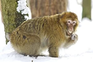 Images Dated 7th March 2006: Barbary Macaque / Barbary Ape / Rock Ape - with food in mouth
