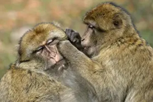 Barbary Macaque / Barbary Ape / Rock Ape - two grooming. Mountain of Monkeys - Kientzheim - Alsace - France. Calling this species an ape is misleading for though it lacks a tail as do apes it is in fact a macaque