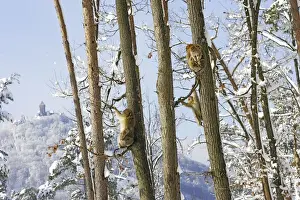 Troop Prints: Barbary Macaque / Barbary Ape / Rock Ape - group sitting in trees