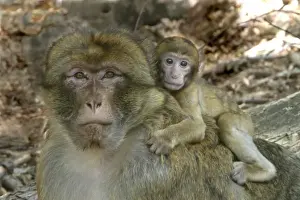 Barbary Macaque / Barbary Ape / Rock Ape - male with baby. Mountain of Monkeys - Alsace - France