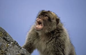 Barbary Macaque / Barbary Ape / Rock Ape - With mouth open