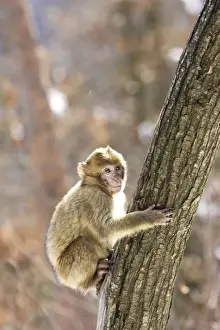 Barbary Macaque / Barbary Ape / Rock Ape - perched in tree. Mountain of Monkeys - Kientzheim - Alsace - France. Calling this species an ape is misleading for though it lacks a tail as do apes it is in fact a macaque
