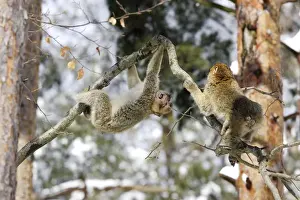 Barbary Macaque / Barbary Ape / Rock Ape - two playing / fighting in tree. Mountain of Monkeys - Kientzheim - Alsace - France. Calling this species an ape is misleading for though it lacks a tail as do apes it is in fact a macaque