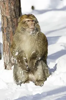 Barbary Macaque / Barbary Ape / Rock Ape - sitting in snow. Mountain of Monkeys - Kientzheim - Alsace - France. Calling this species an ape is misleading for though it lacks a tail as do apes it is in fact a macaque