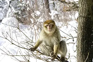 Barbary Macaque / Barbary Ape / Rock Ape - sitting in tree. Mountain of Monkeys - Kientzheim - Alsace - France. Calling this species an ape is misleading for though it lacks a tail as do apes it is in fact a macaque