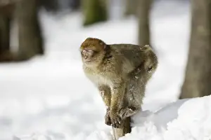 Barbary Macaque / Barbary Ape / Rock Ape - sleeping / communication. Mountain of Monkeys - Kientzheim - Alsace - France. Calling this species an ape is misleading for though it lacks a tail as do apes it is in fact a macaque