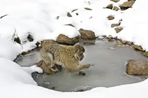 Barbary Macaque / Barbary Ape / Rock Ape - standing on frozen pool of water. Mountain of Monkeys - Kientzheim - Alsace - France. Calling this species an ape is misleading for though it lacks a tail as do apes it is in fact a macaque