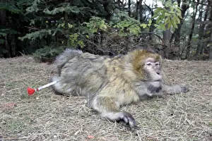 Barbary Macaque / Barbary Ape / Rock Ape - with tranquilizer dart. Mountain of Monkeys - Kientzheim - Alsace - France. Calling this species an ape is misleading for though it lacks a tail as do apes it is in fact a macaque