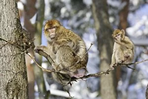 Barbary Macaque / Barbary Ape / Rock Ape - two in tree