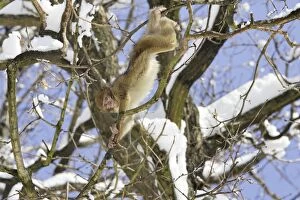 Images Dated 5th March 2006: Barbary Macaque / Barbary Ape / Rock Ape - in tree. Mountain of Monkeys - Kientzheim - Alsace