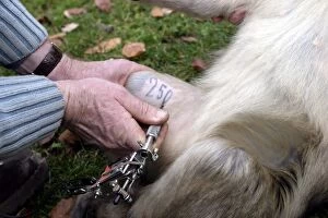 Barbary Macaque / Barbary Ape / Rock Ape - vet