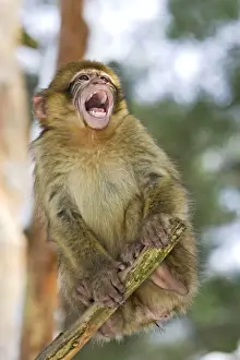 Barbary Macaque / Barbary Ape / Rock Ape - young calling. Mountain of Monkeys - Kientzheim - Alsace - France. Calling this species an ape is misleading for though it lacks a tail as do apes it is in fact a macaque