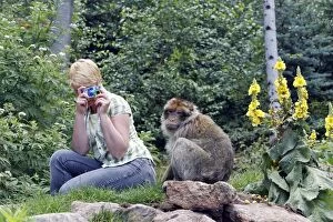 Images Dated 30th July 2007: Barbary Macaque - in captivity being photographed