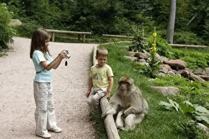 Barbary Gallery: Barbary Macaque - in captivity being watched by two children