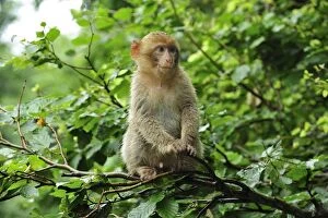Barbary Gallery: Barbary Macaque / Common Macaque