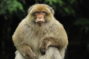 Images Dated 7th June 2008: Barbary Macaque / Common Macaque