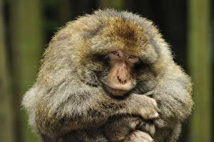 Barbary Macaque / Common Macaque - with arms folded