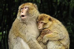 Barbary Gallery: Barbary Macaque / Common Macaque - with baby