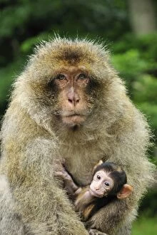 Images Dated 7th June 2008: Barbary Macaque / Common Macaque - with baby