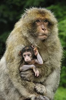 Images Dated 7th June 2008: Barbary Macaque / Common Macaque - with baby