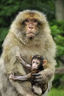 Barbary Gallery: Barbary Macaque / Common Macaque - with baby