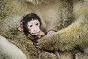 Images Dated 7th June 2008: Barbary Macaque / Common Macaque - baby huddled