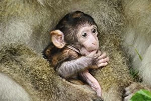 Barbary Gallery: Barbary Macaque / Common Macaque - baby huddled