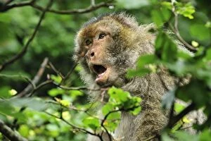 Images Dated 7th June 2008: Barbary Macaque / Common Macaque - calling