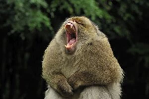 Barbary Macaque / Common Macaque - displaying - yawning
