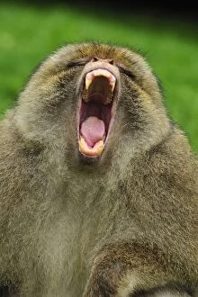Images Dated 7th June 2008: Barbary Macaque / Common Macaque - displaying - yawning