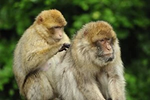 Images Dated 7th June 2008: Barbary Macaque / Common Macaque - grooming