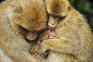 Barbary Macaque / Common Macaque - huddled together
