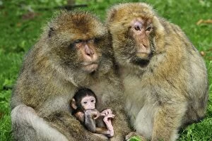 Images Dated 7th June 2008: Barbary Macaque / Common Macaque - huddled together