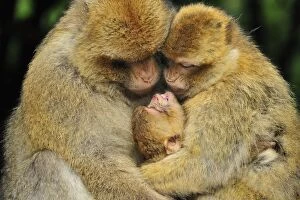 Images Dated 7th June 2008: Barbary Macaque / Common Macaque - huddled together