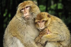 Barbary Macaque / Common Macaque - huddled together