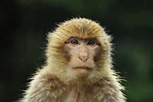 Images Dated 7th June 2008: Barbary Macaque / Common Macaque - portrait