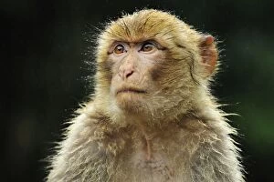 Images Dated 7th June 2008: Barbary Macaque / Common Macaque - portrait