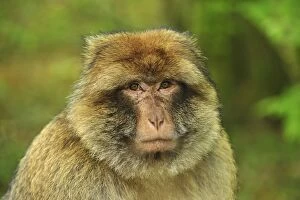 Images Dated 21st April 2009: Barbary Macaque / Common Macaque - portrait