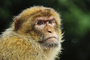 Barbary Gallery: Barbary Macaque / Common Macaque - portrait