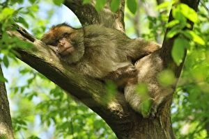 Images Dated 22nd April 2009: Barbary Macaque / Common Macaque - sleeping in tree