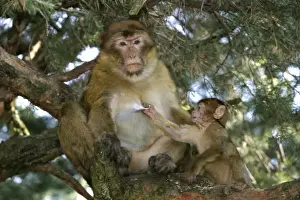 Teets Prints: Barbary Macaque - Female and baby pulling on teet La Montagne des Singes - Kintzheim 67600 - Alsace - France
