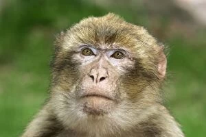 Images Dated 21st May 2004: Barbary Macaque - female. Mountain of Monkeys - Kientzheim - Alsace - France