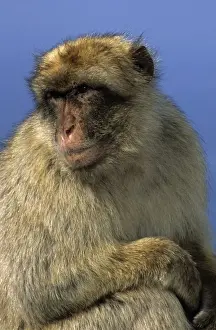 Gibraltar Prints: Barbary Macaque - Gibralter - IUCN Vulnerable - Remaining three-quarters live in the Middle Atlas Mountains of Morocco