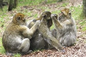 Images Dated 8th August 2007: Barbary Macaque - three grooming. La Montagne des Singes - Kintzheim - Alsace - France