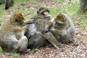 Images Dated 8th August 2007: Barbary Macaque - three grooming. La Montagne des Singes - Kintzheim - Alsace - France