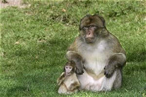 Barbary Macaque - Male and baby